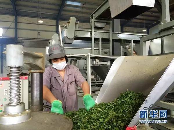 【新华网】精准扶贫一个小村20年的茶产业复兴之路