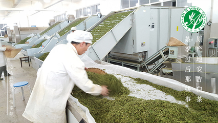 浙江安吉-白茶网是白茶产业服务平台,为宣传原产地的安吉白茶品牌、安吉白茶价格,服务茶农茶企